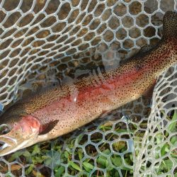 平日はのんびりと ～フィッシングパーク高島の泉～